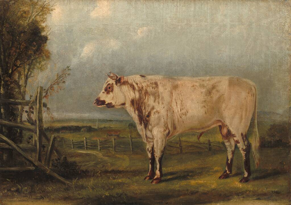 A Young Bull by John Woodhouse Audubon, c. 1849
