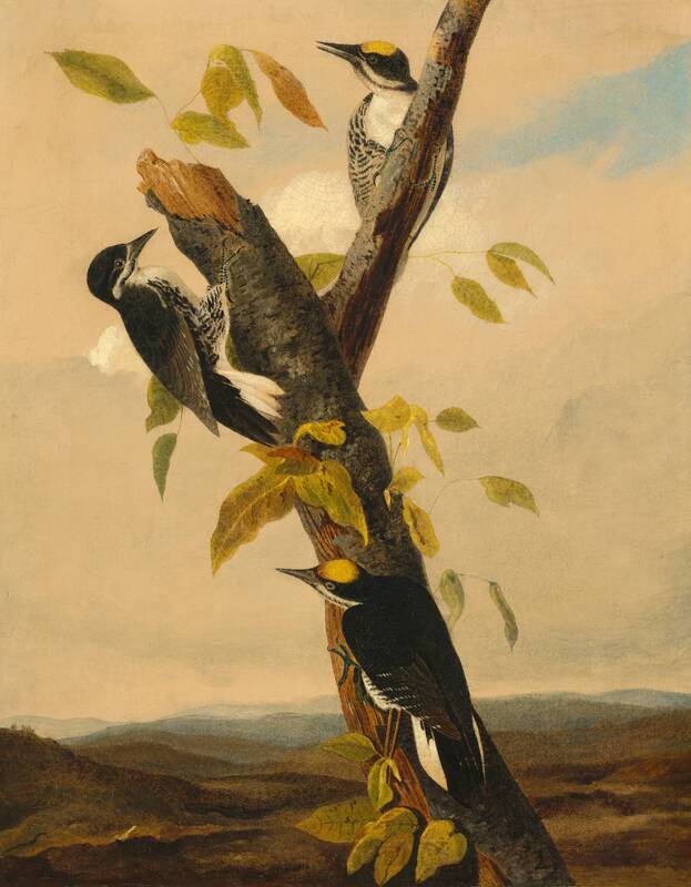 Black-Backed Three-Toed Woodpecker by Joseph Bartholomew Kidd, 1831/1833