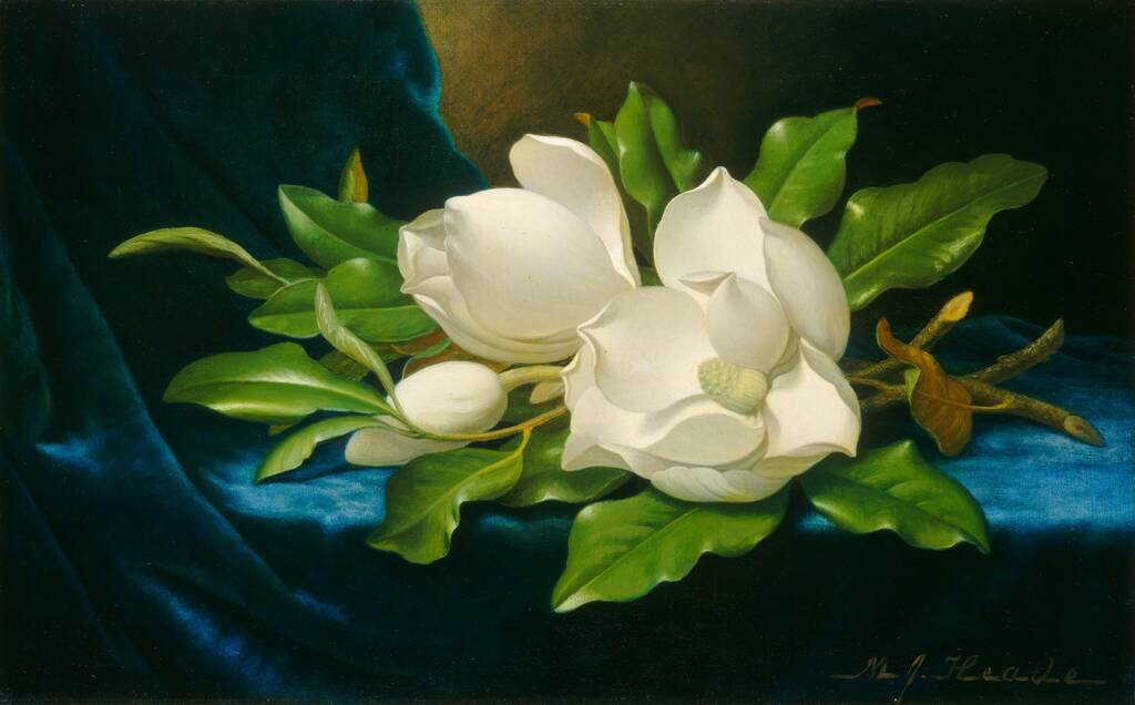 Giant Magnolias on a Blue Velvet Cloth by Martin Johnson Heade, c. 1890