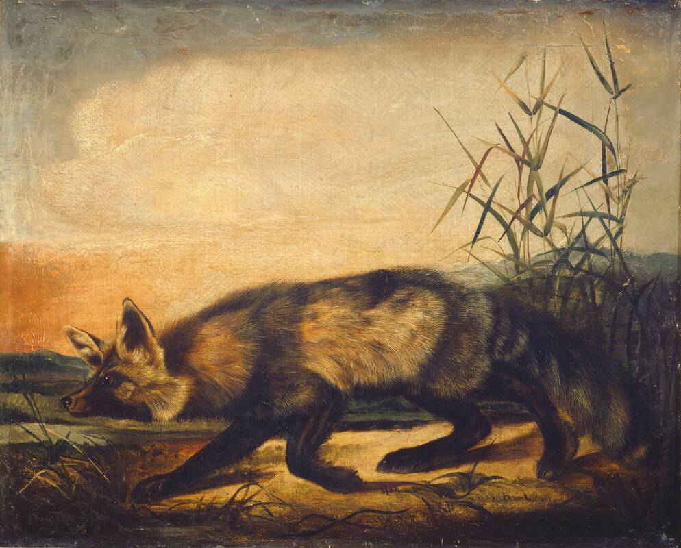 Long-Tailed Red Fox by John Woodhouse Audubon, 1848/1854