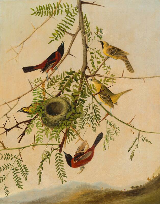 Orchard Oriole by Joseph Bartholomew Kidd, 1830/1832