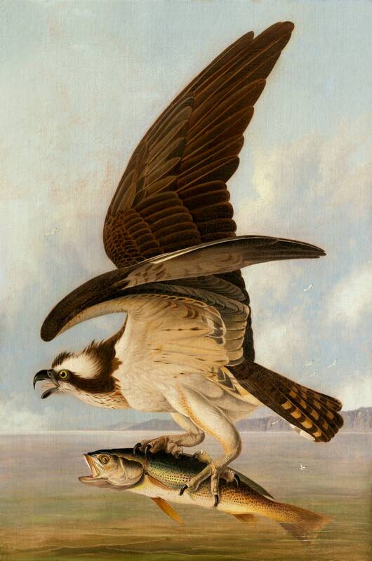 Osprey and Weakfish by John James Audubon, 1829