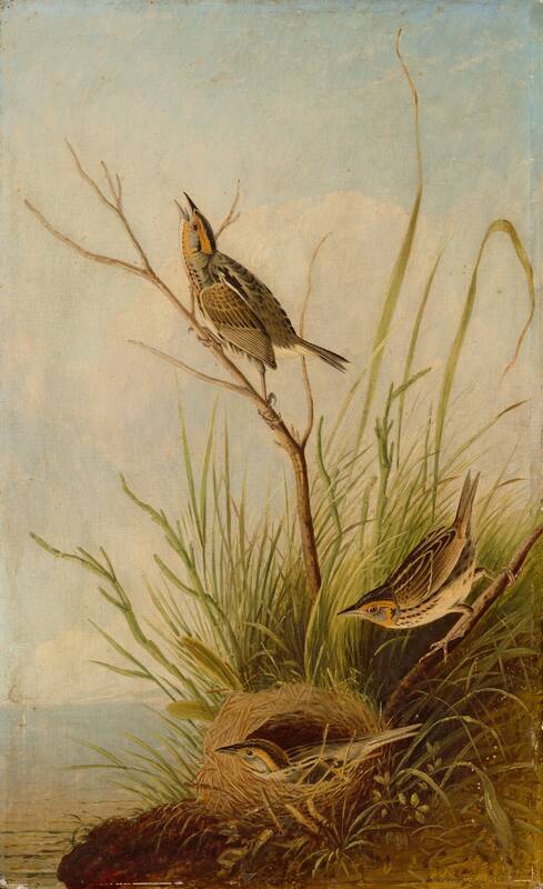 Sharp-Tailed Finch by Joseph Bartholomew Kidd, 1831/1833