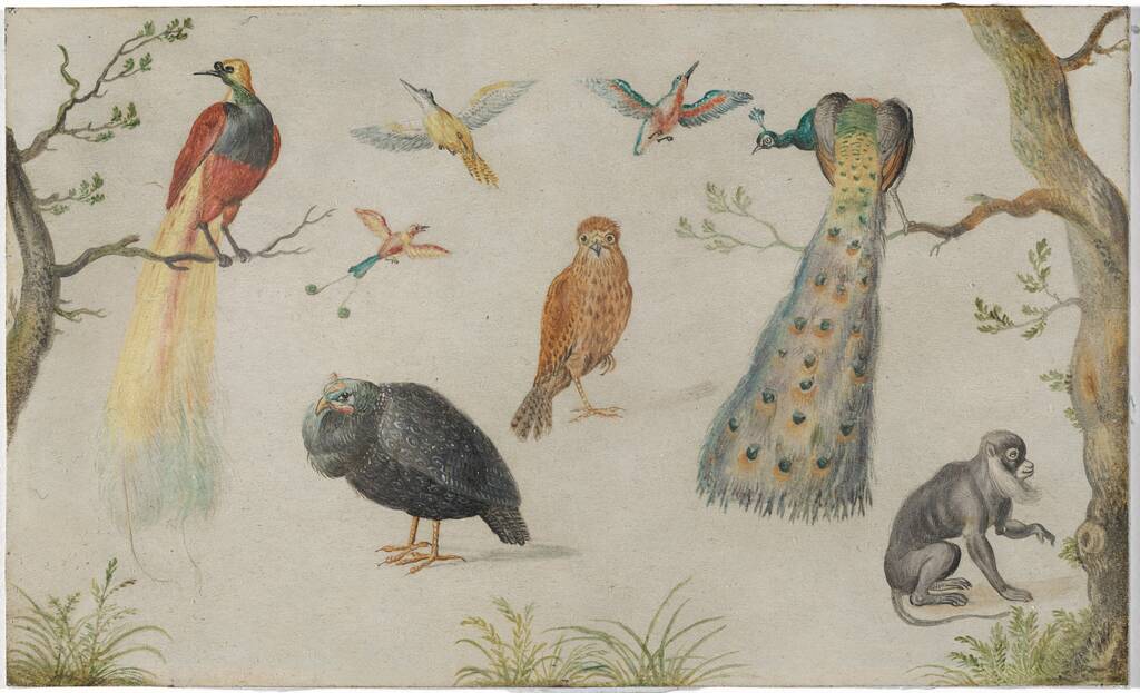 Study of Birds and Monkey by Anonymous Artist, 1660/1670