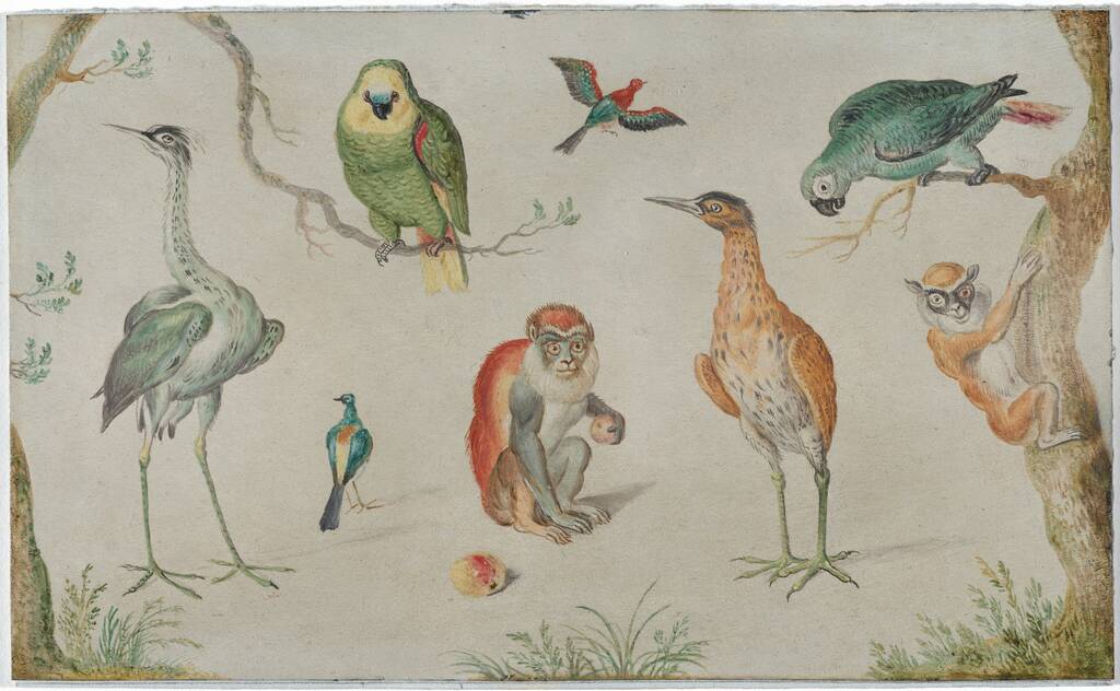 Study of Birds and Monkeys by Anonymous Artist, 1660/1670