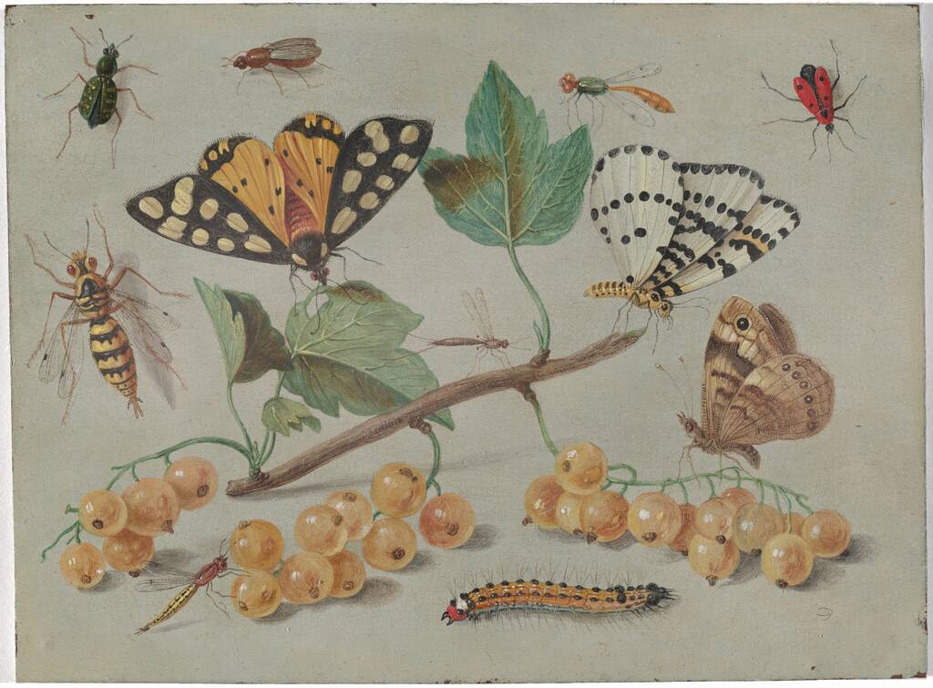 Study of Butterfly and Insects by Jan van Kessel the Elder, c. 1655