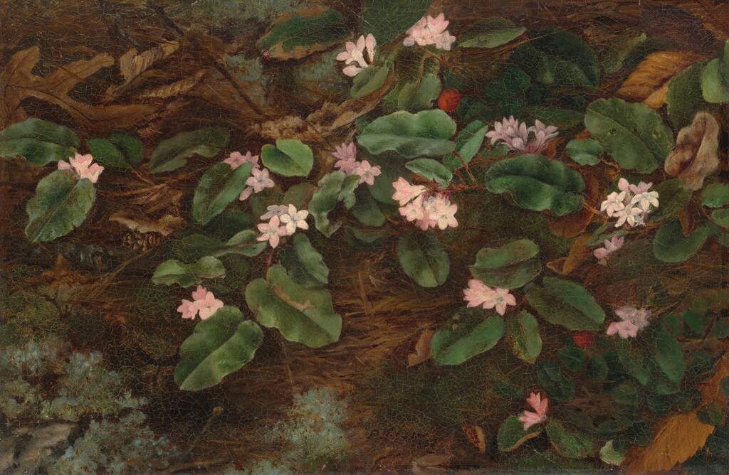 Trailing Arbutus by Fidelia Bridges, 1863