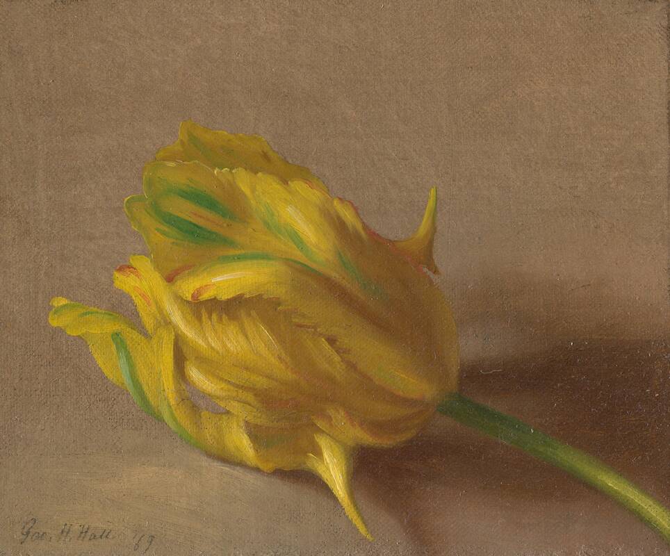 Tulip by George Henry Hall, 1869