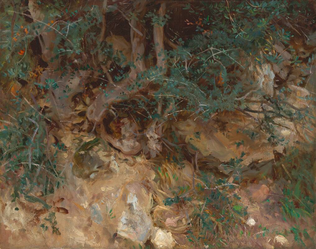 Wild Olive Tree Roots, Valldemosa, Majorca by John Singer Sargent, 1908