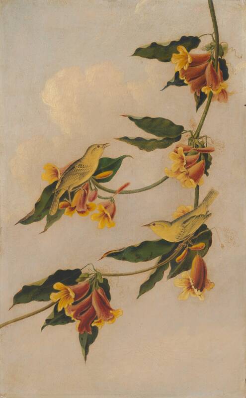 Yellow Warbler by Joseph Bartholomew Kidd, 1830-1833